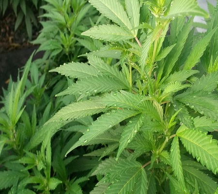 Humidity and Your Marijuana Plants | Grasscity.com